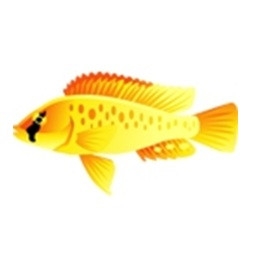 Calliptera Cichlid